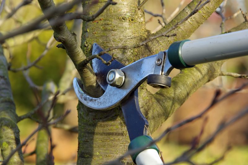 Tree Cabling Service detail