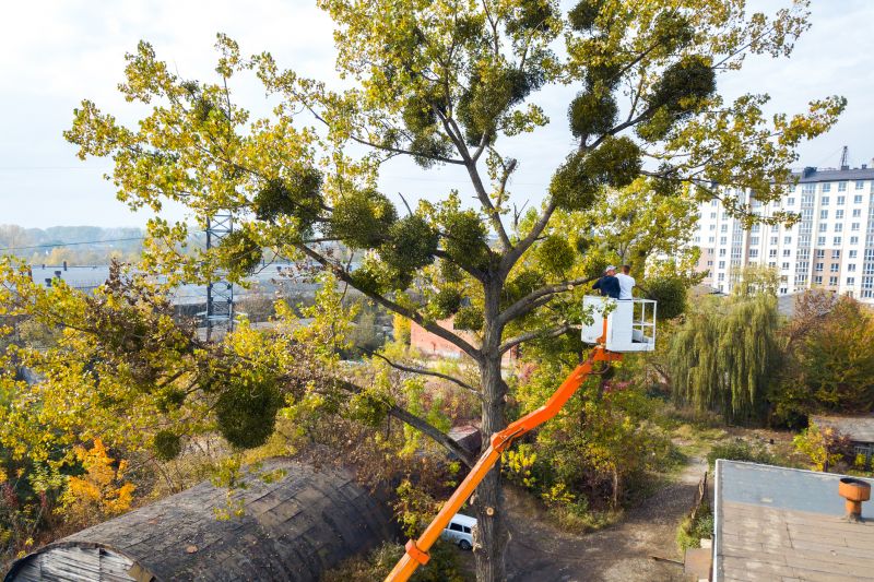 Tree Installation Service