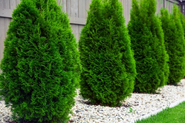 Arborvitae Planting in Fenton