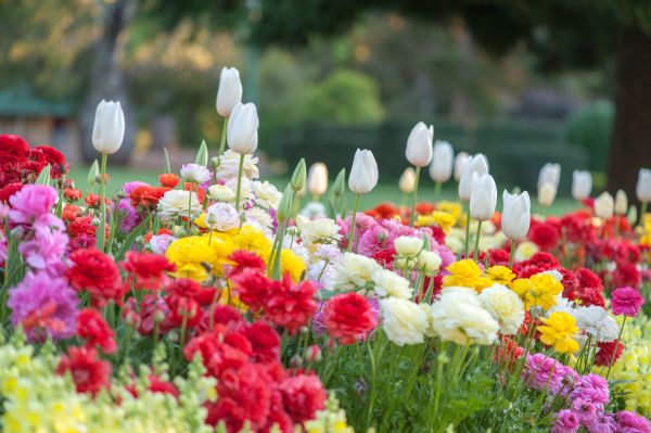 Gardening Service in Fenton