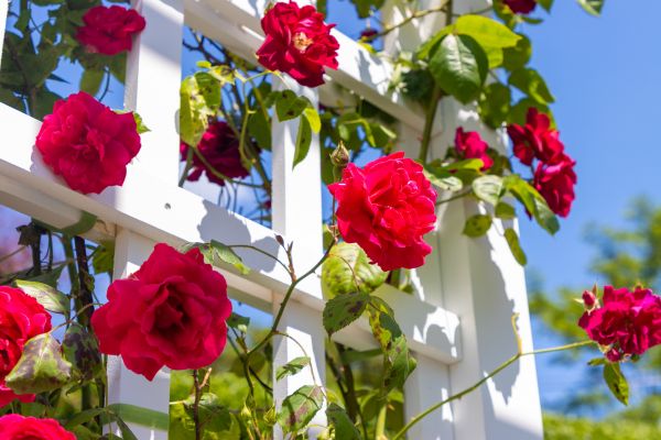 Home Gardening Service in Fenton