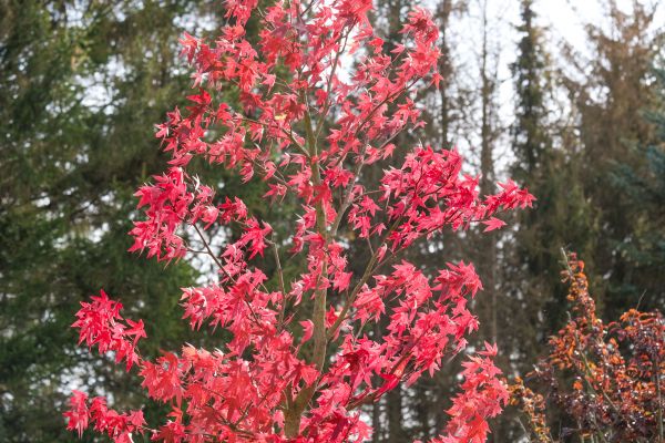 Japanese Maple Planting in Fenton