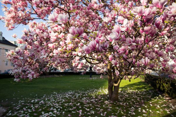 Magnolia Tree Planting in Fenton