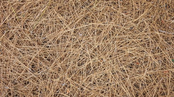 Pine Needles Delivery in Fenton