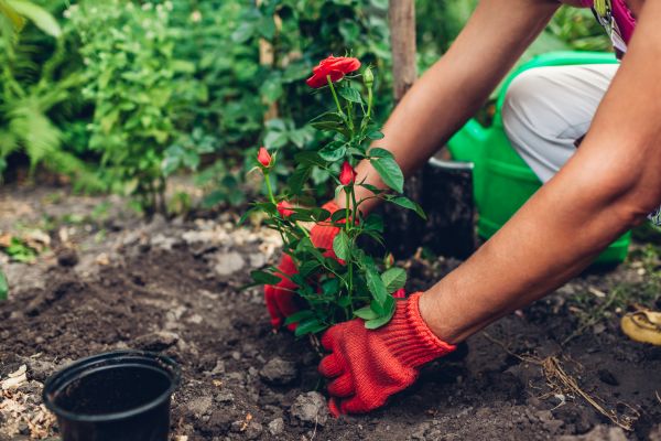 Planting Service in Fenton