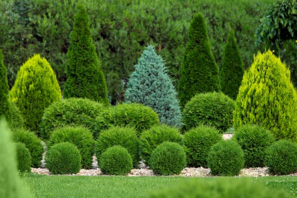 Shrub Replacement in Fenton