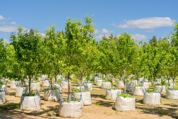 Tree Planting Service in Fenton