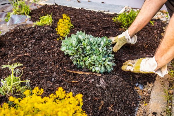 Weeding And Mulching in Fenton