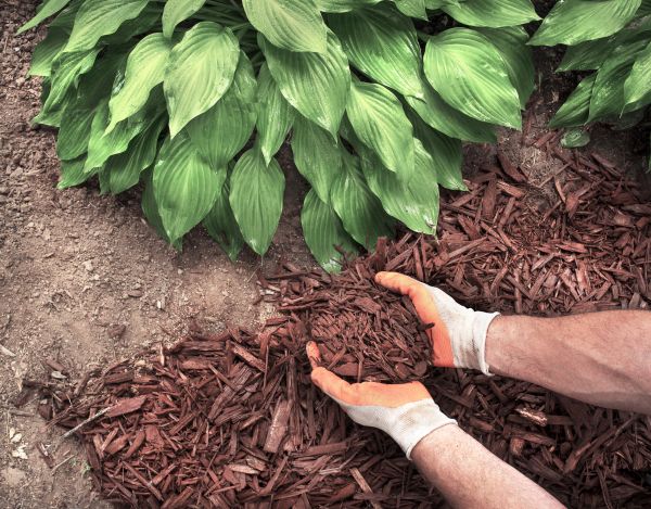 Shredded Mulch Service in Fenton