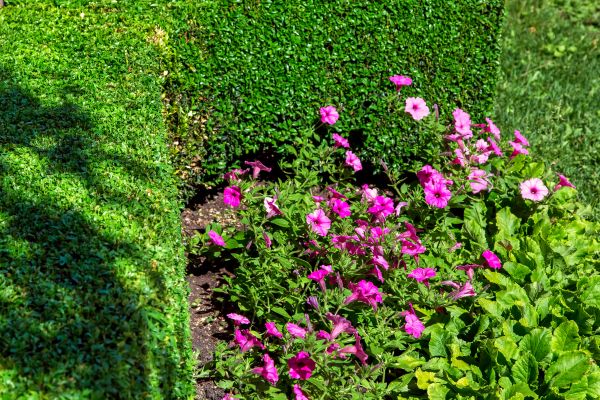 Softscaping Service in Fenton