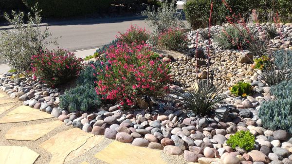 Xeriscape Landscaping in Fenton