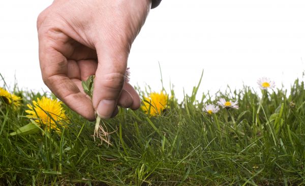 Lawn Weeding in Fenton