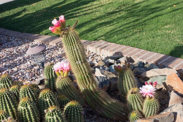 Desert Landscaping in Fenton