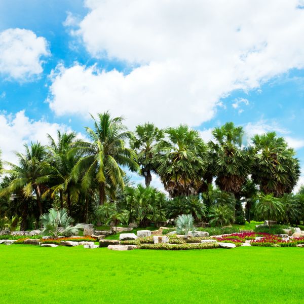 Tropical Landscaping in Fenton