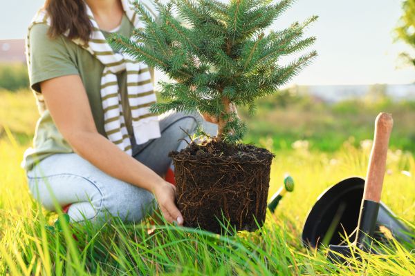 Spruce Tree Planting in Fenton