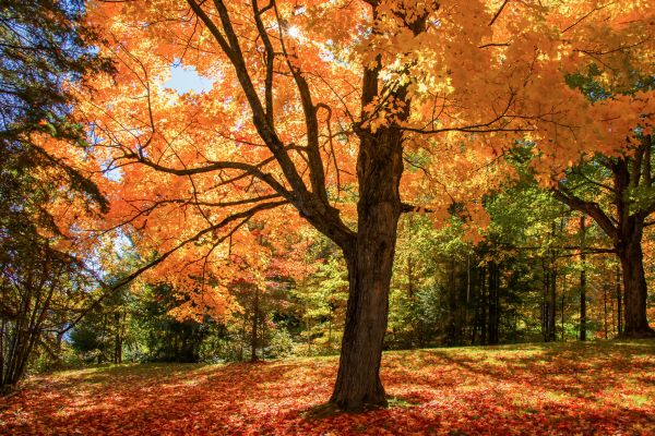 Maple Tree Planting in Fenton