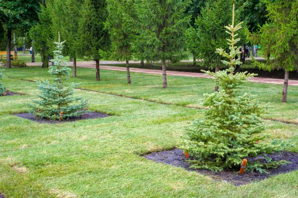 Privacy Trees Planting in Fenton