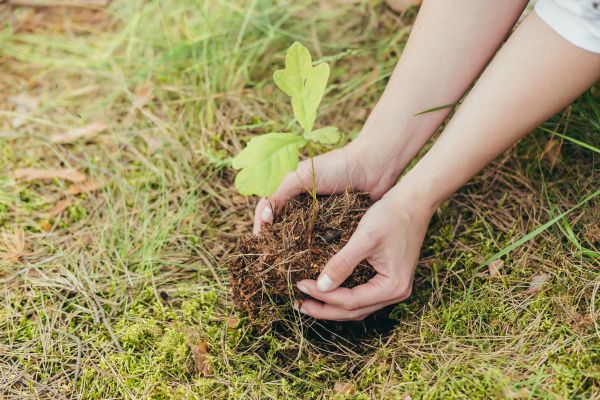 Oak Tree Planting in Fenton
