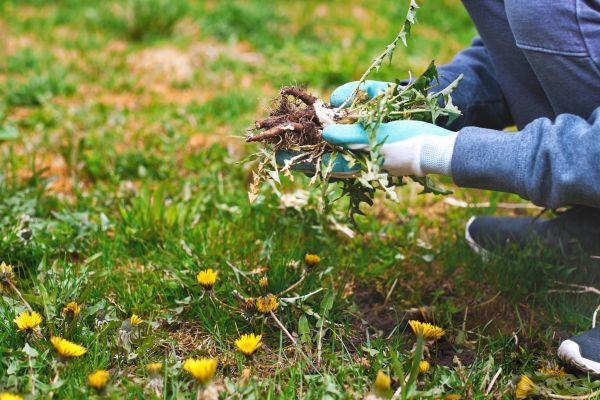 Flower Bed Clearing in Fenton
