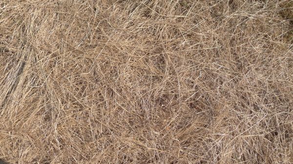 Pine Straw Replacement in Fenton