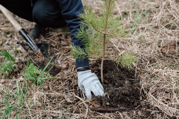 Pine Tree Planting in Fenton