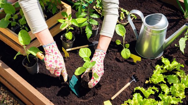 Garden Bed Installation in Fenton