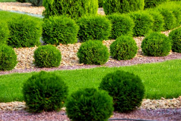 Bush Replacement in Fenton