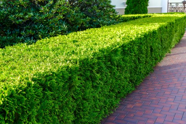 Hedge Installation in Fenton