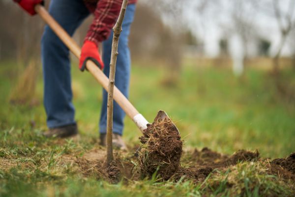Trees Planting in Fenton