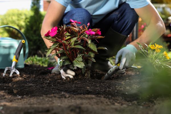 Plant Replacement in Fenton