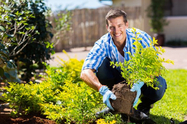 Shrub Landscaping in Fenton