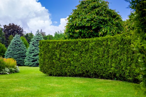 Hedge Landscaping in Fenton