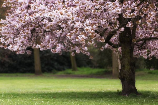Cherry Tree Planting in Fenton