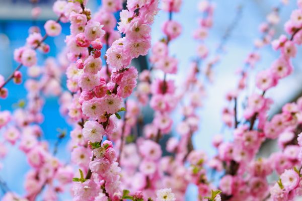 Japanese Cherry Tree Planting in Fenton