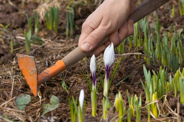 Flower Garden Weeding in Fenton