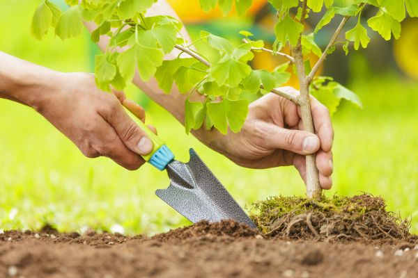 Fruit Tree Planting in Fenton