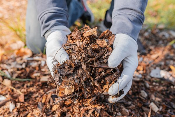 Shredded Mulch Installation in Fenton