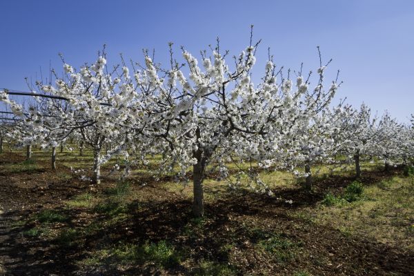 Orchard Planting in Fenton