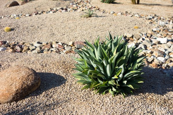 Xeriscaping Service in Fenton