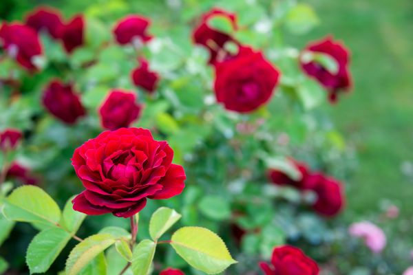 Rose Planting in Fenton