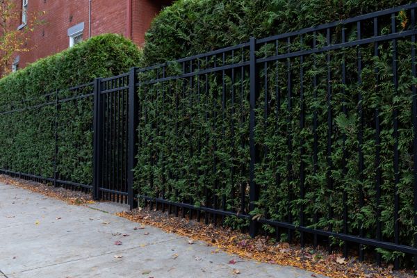 Privacy Hedge Installation in Fenton