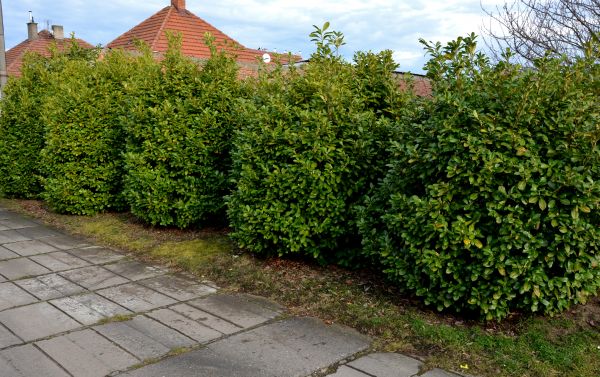 Privacy Shrub Installation in Fenton
