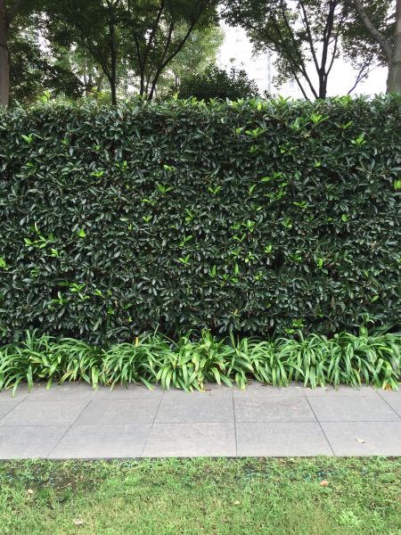 Privacy Shrub Planting in Fenton