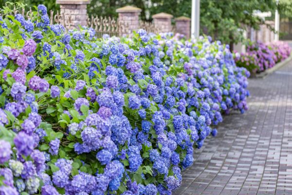 Hydrangea Landscaping in Fenton