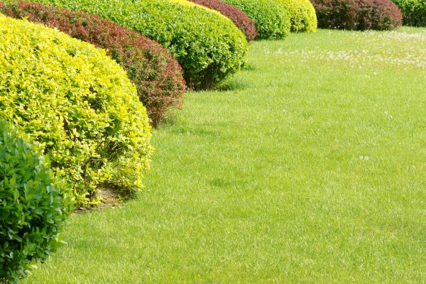 Shrubbery Planting in Fenton