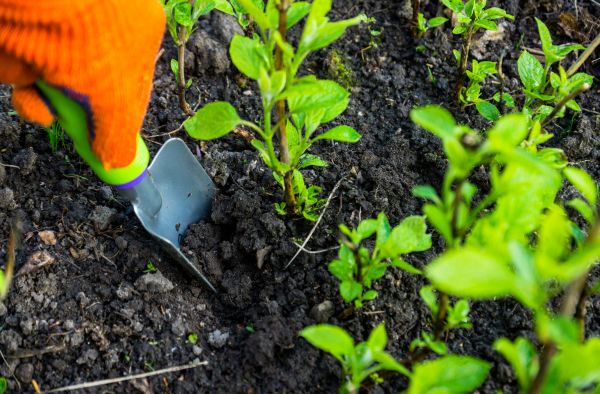 Hydrangea Planting in Fenton