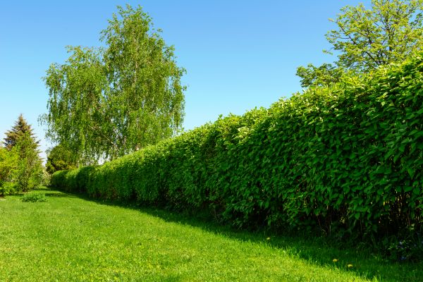 Hedge Replacement in Fenton