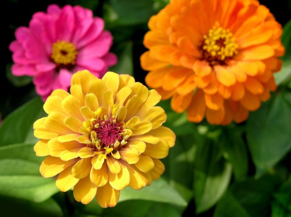Zinnia Planting in Fenton