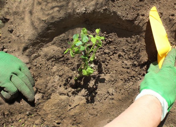 Rose Bush Planting in Fenton