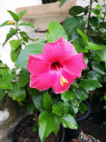 Hibiscus Planting in Fenton